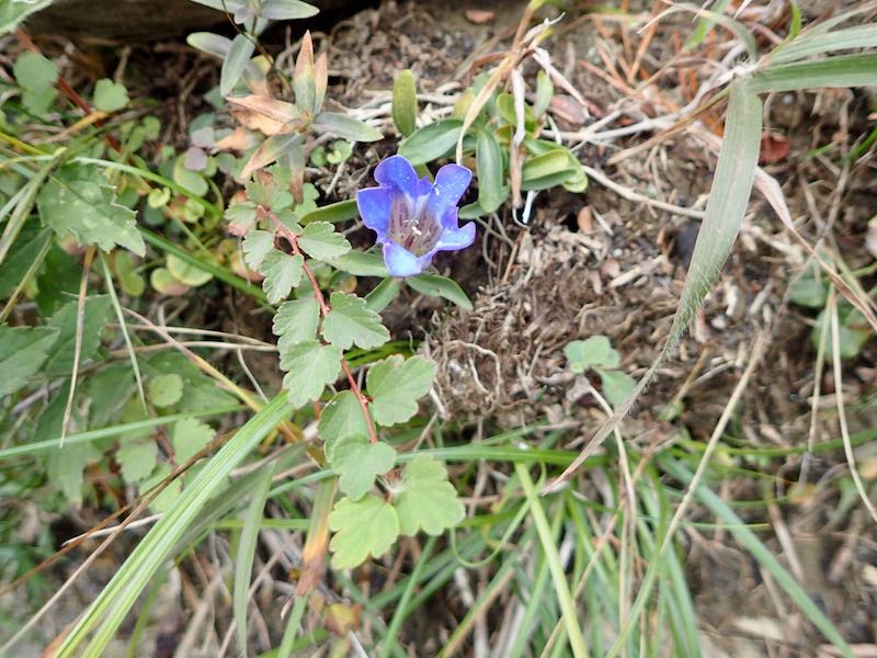 リンドウが咲いていた