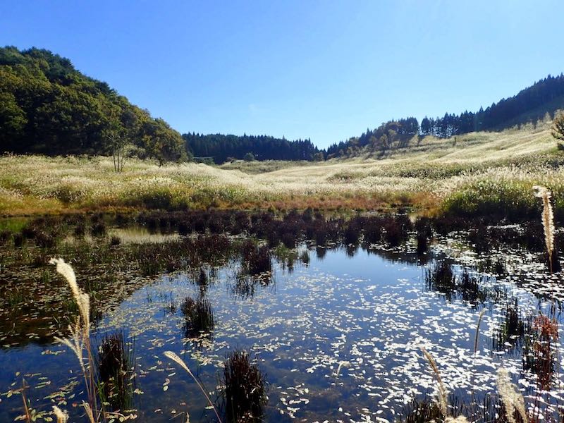 ススキと池