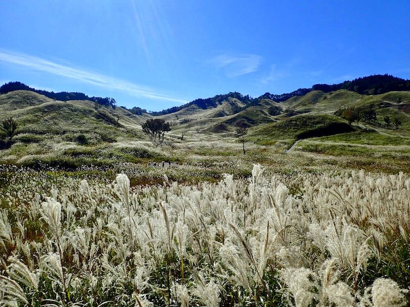 兵庫・砥峰高原（ノルウェイの森 ロケ地）のススキは見頃　10月末