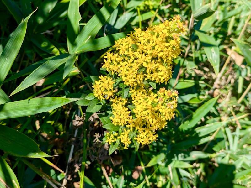 アキノキリンソウ