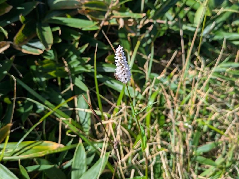 イブキトラノオ