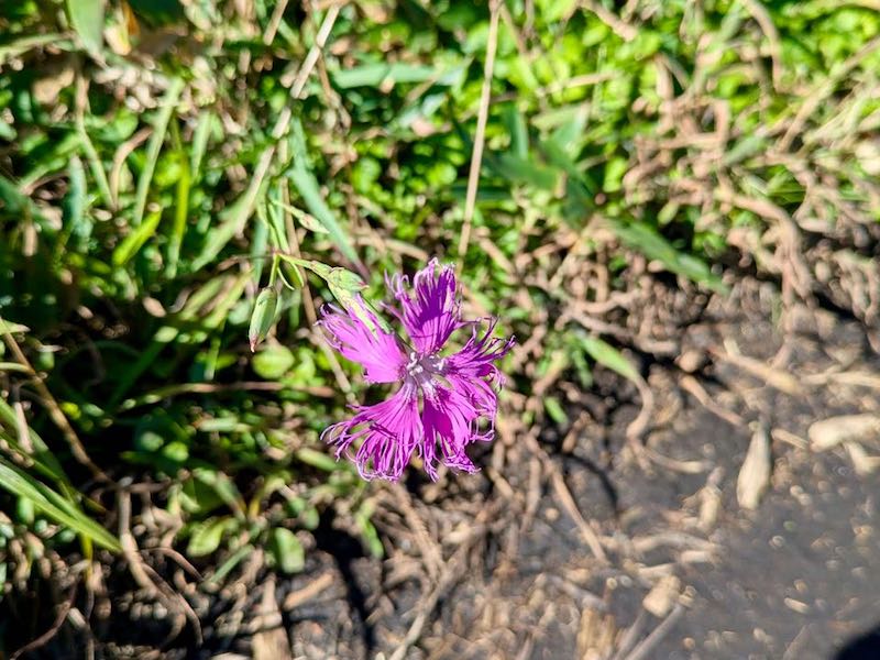 カワラナデシコ