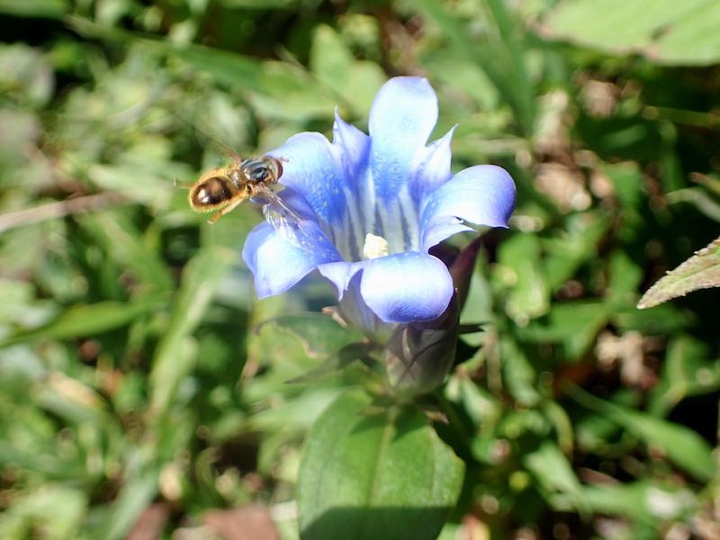 ツルリンドウは全コースに咲いていた