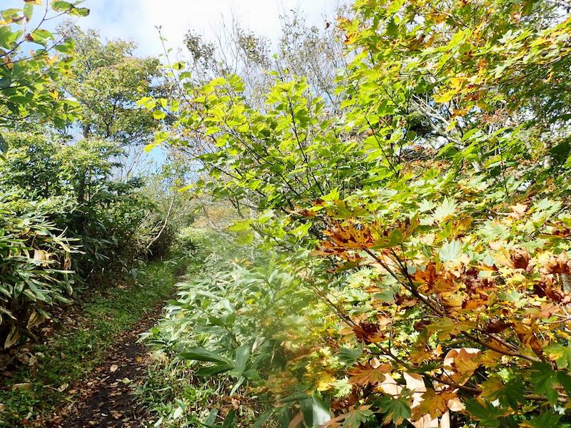 中蒜山近く　ちょっと色づいているような