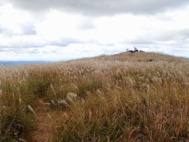 なだらかな尾根にススキが続く