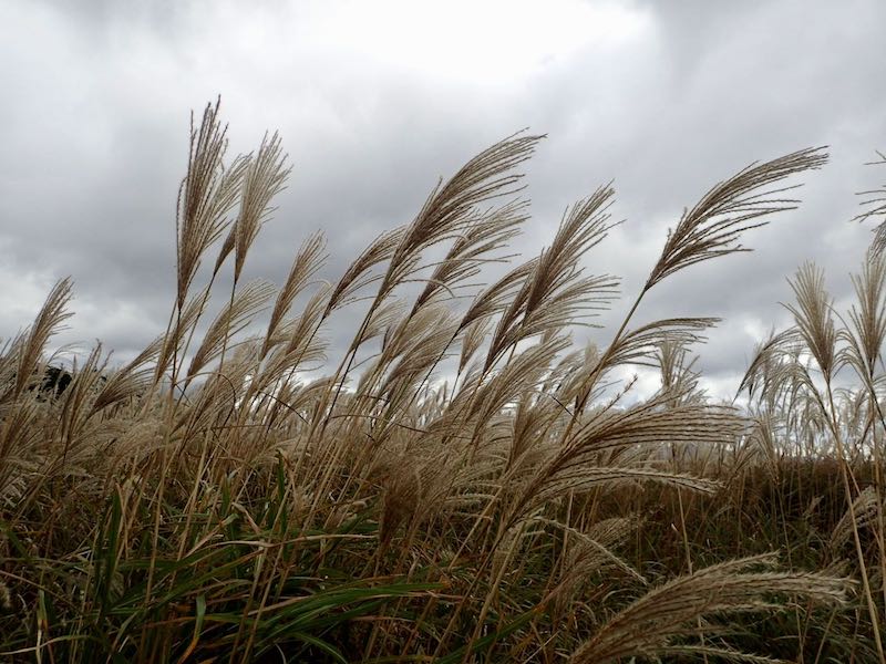 ススキだ〜