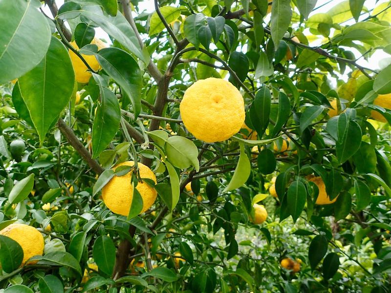 生石はゆずの産地だ