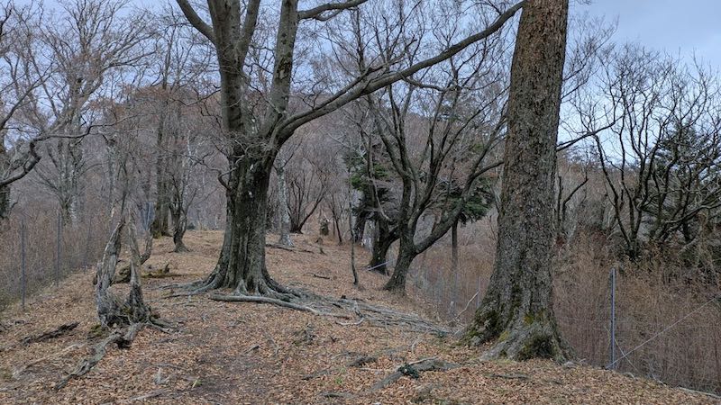 ここが「ブナ広場」とすぐにわかった