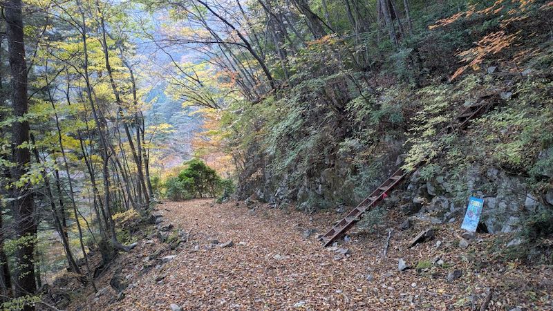 一旦林道に出る