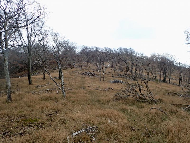 古祖母山まではなだらかな道が続く