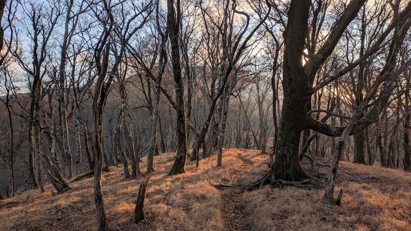 本谷山への登り