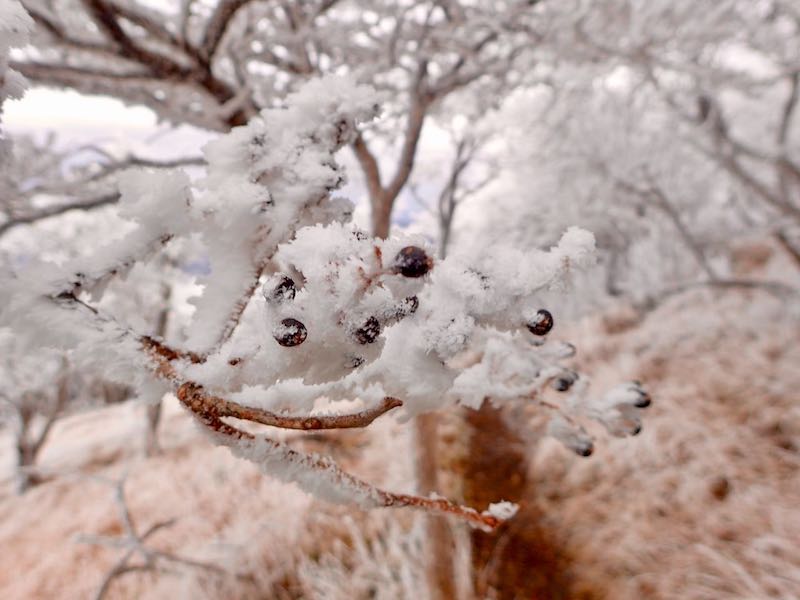 樹氷がついた実