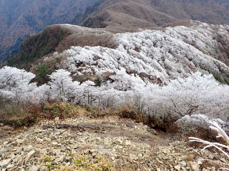 祖母山から激下りの道を注意深く