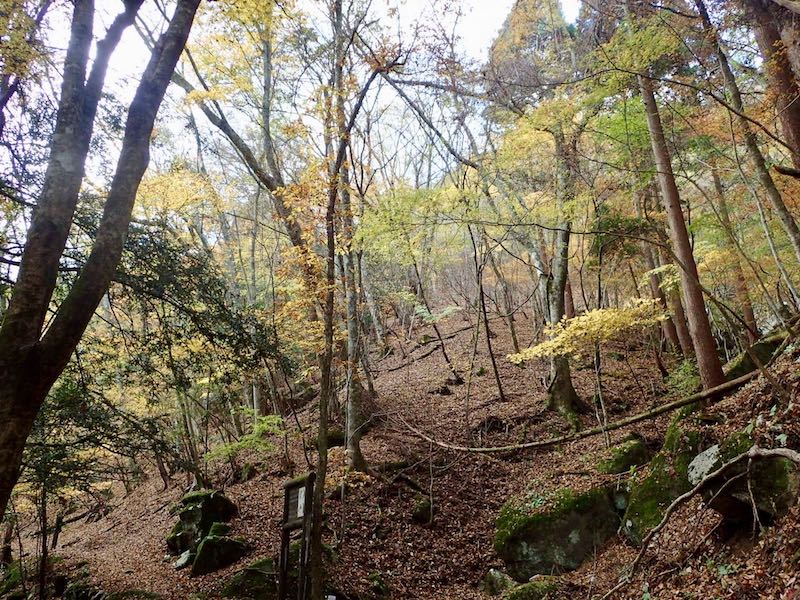 紅葉がきれいな麓の森