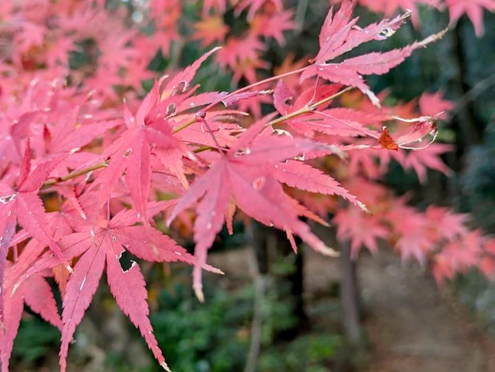 きれいな紅葉があった