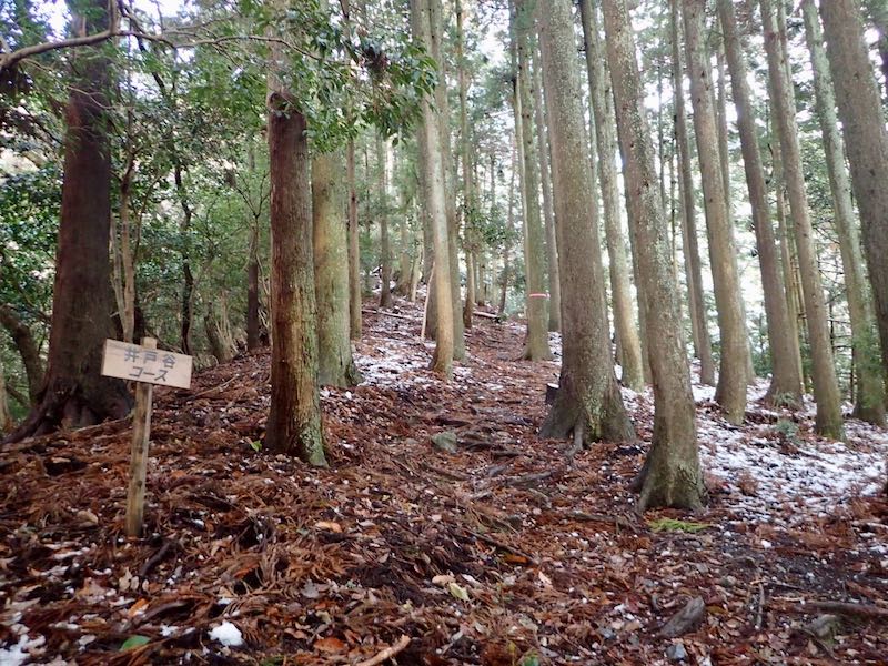 井戸谷コースは最初は植林地の急登