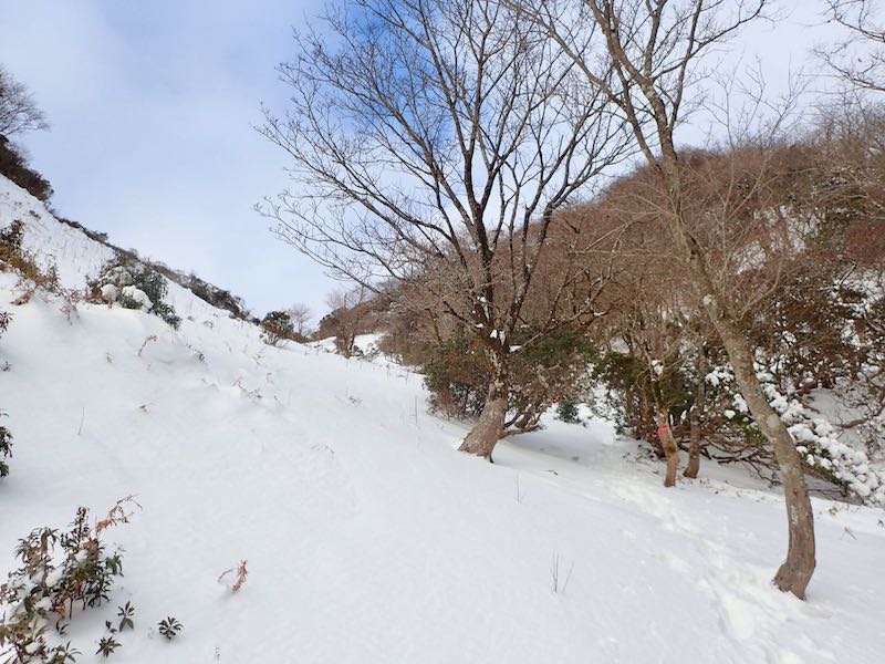 木々がまばらになってきた