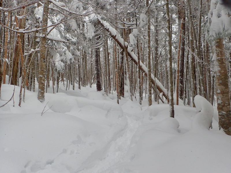 樹林帯に入ると人心地つきました