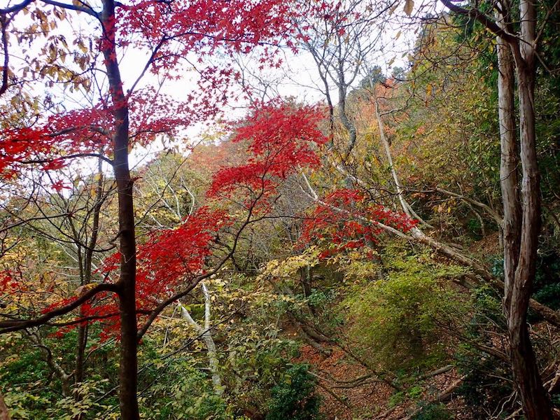 登るにつれ赤みが増して来た