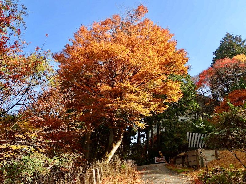 鮮やかな紅葉でした