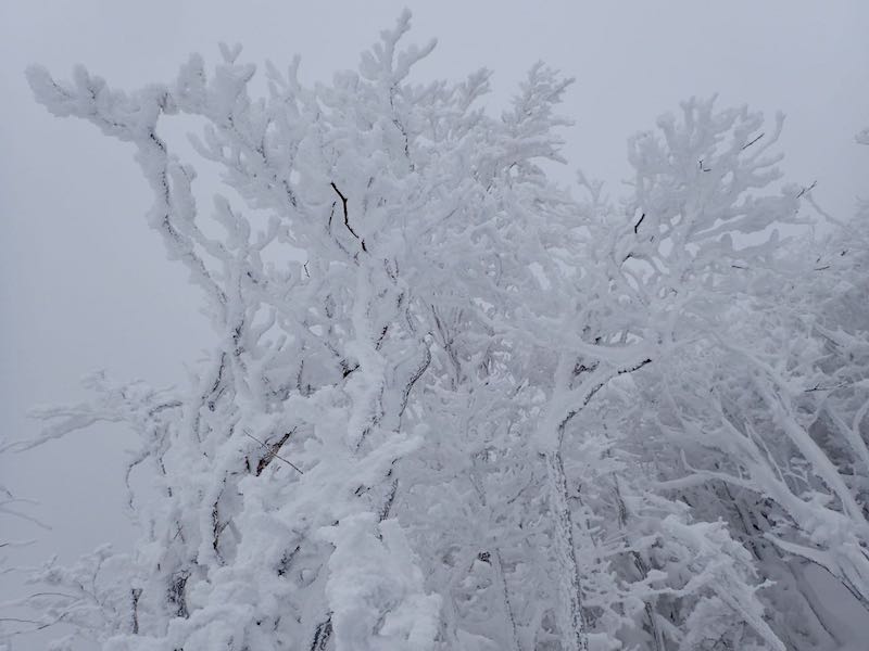 この年は雪が多かったんだな
