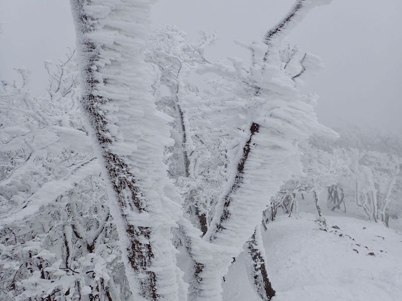 エビの尻尾が長く伸びている
