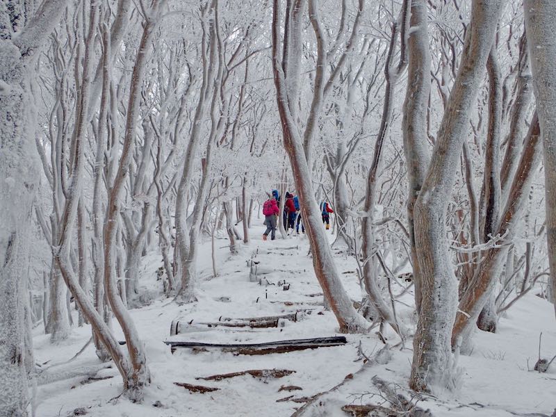 霧氷のトンネルだ