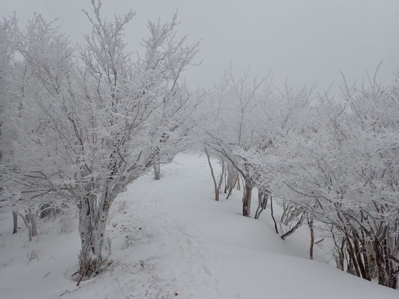 霧氷の中をどんどん登る