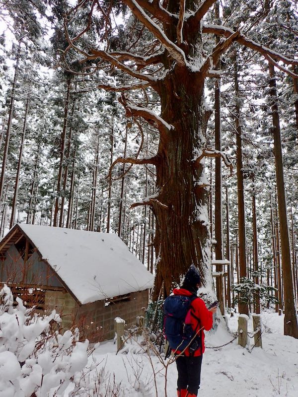 高見杉と避難小屋