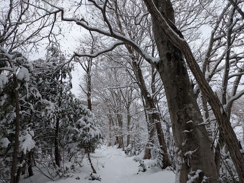 ブナが出てきた