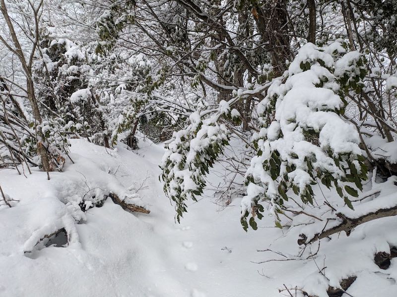 雪の重さで枝が垂れている