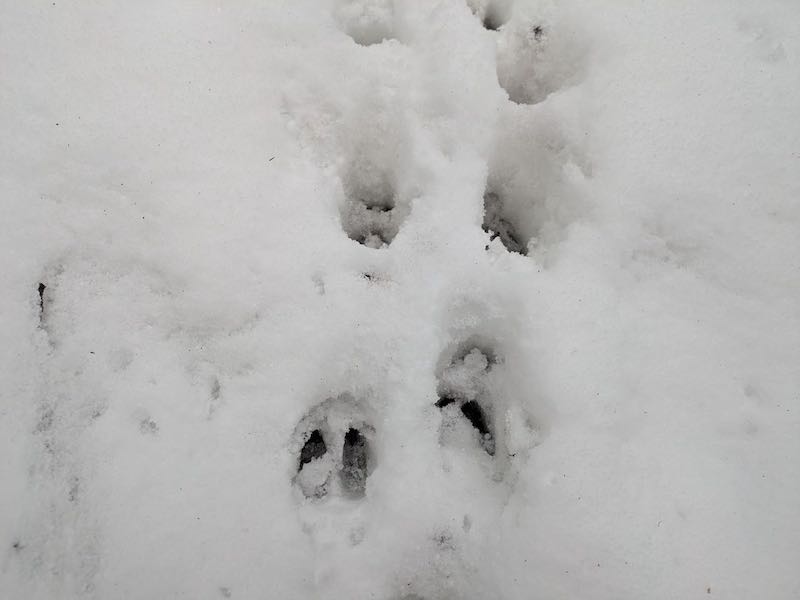 鹿の足跡が割と正確なトレース