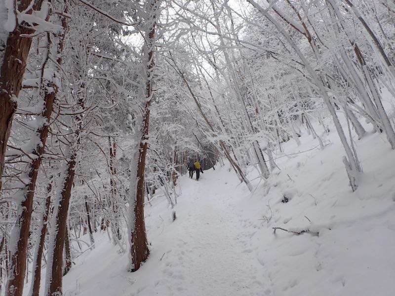霧氷がきれいです