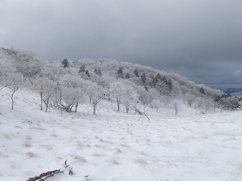 八丁平周辺の木々が霧氷でとてもきれいだ