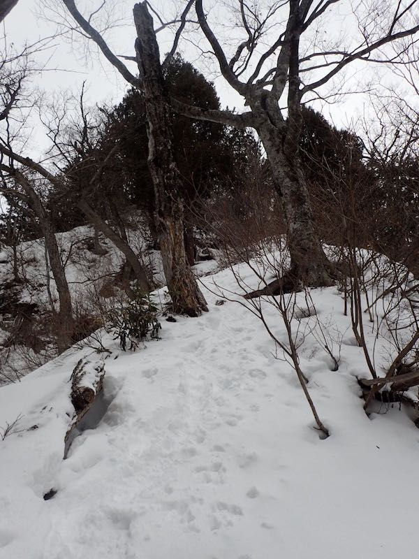 いきなりの急登だ