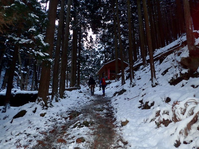 植林地の中の道
