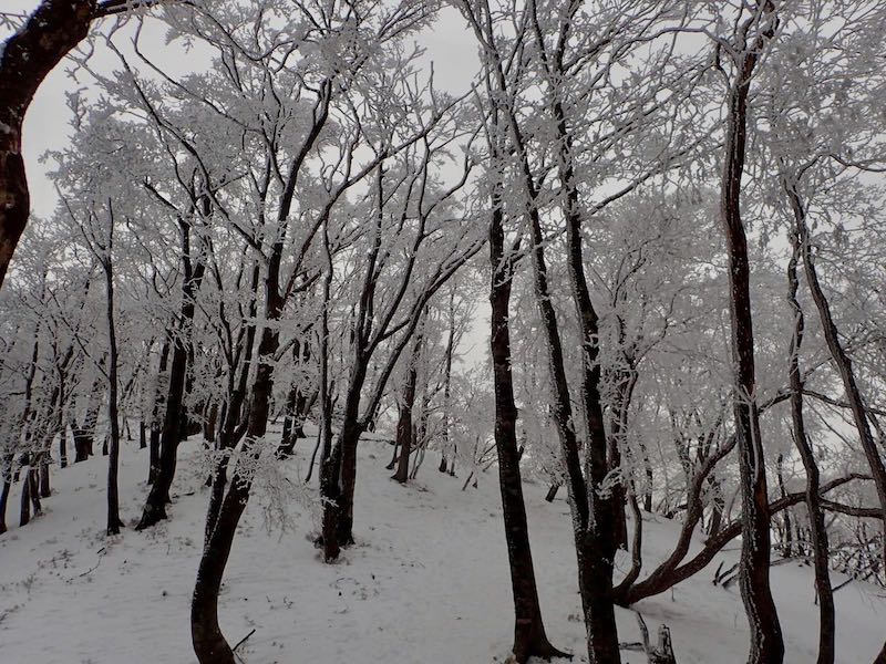 霧氷がきれいだ