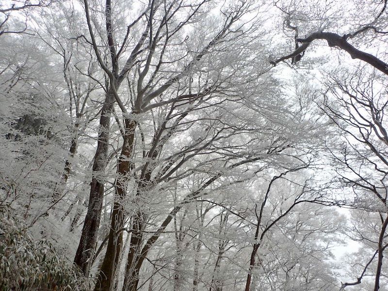 霧氷がきれいだ
