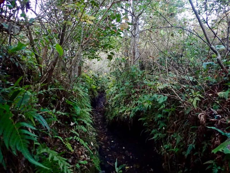 よく掘られた黒土の道