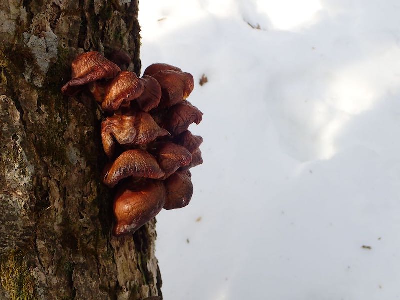 キノコおいしそうだけど…