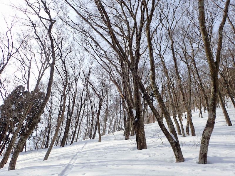 ブナ林の中を気持ちよく登る