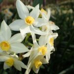 水仙がきれいだ