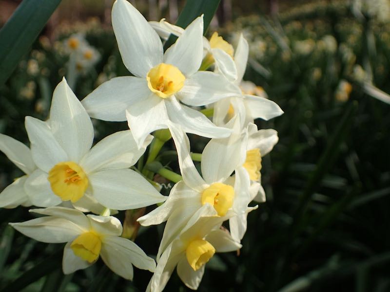 関西の花・「かしわら水仙郷」から信貴山へ