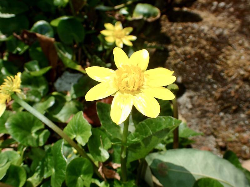 ヒメリュウキンカ