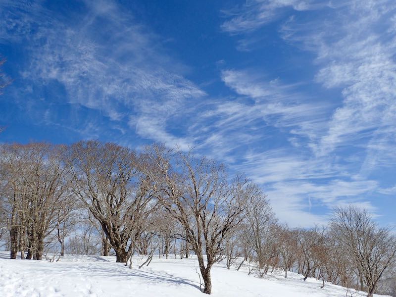 コヤマノ山の頂上近く