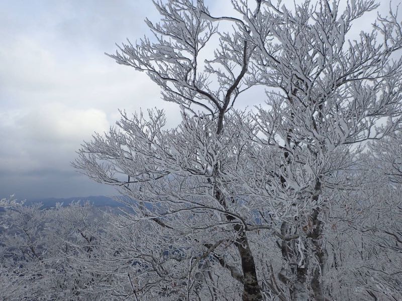 霧氷がきれいだ