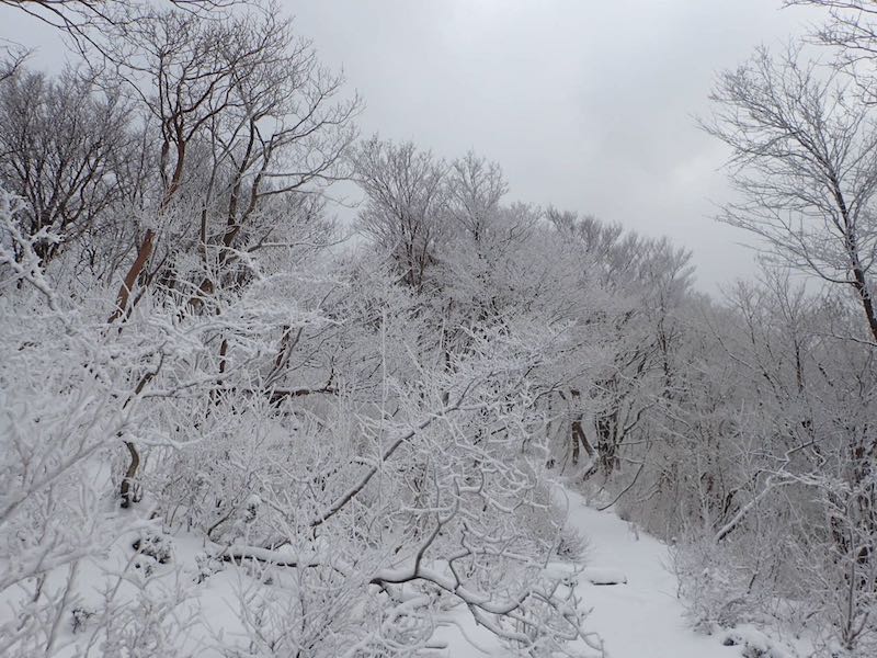 霧氷がきれいだ