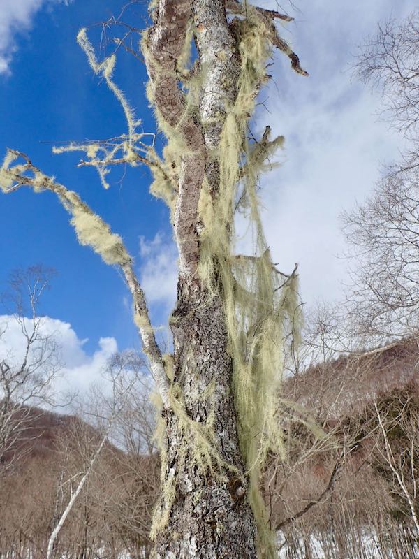 教えてもらったサルオガセ