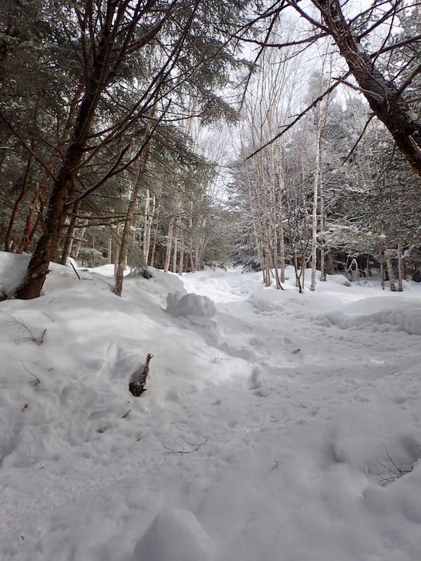 急登が続く。足首が痛い