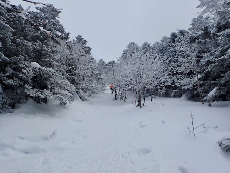 森林限界が近い